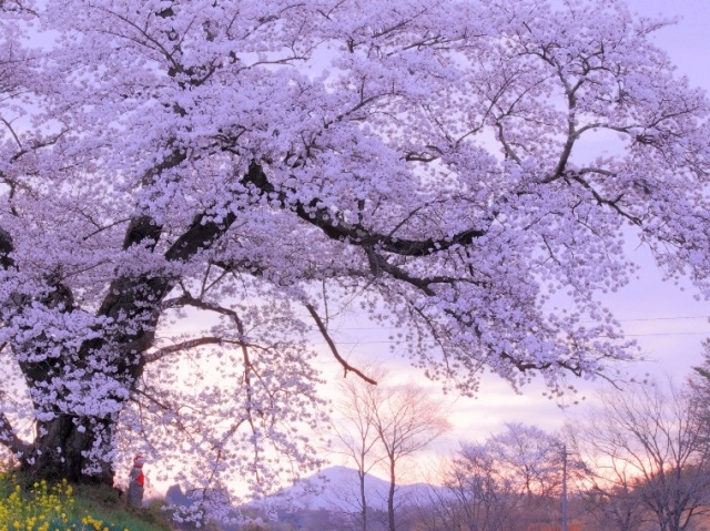日向の人待ち地蔵桜