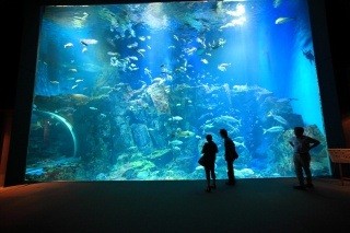Oga Aquarium GAO