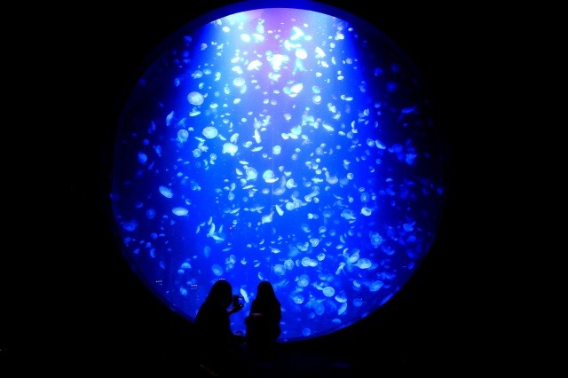 Worlds Largest Number of Jellyfish at Kamo Aquarium