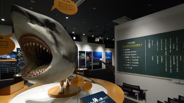Kesennuma Sea Market (Shark Museum)