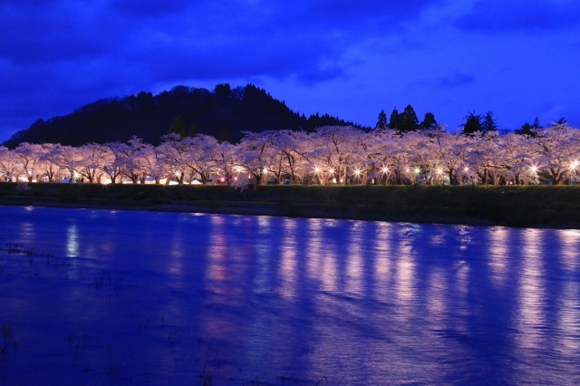 Cherry trees along the Hinokinai River embankment