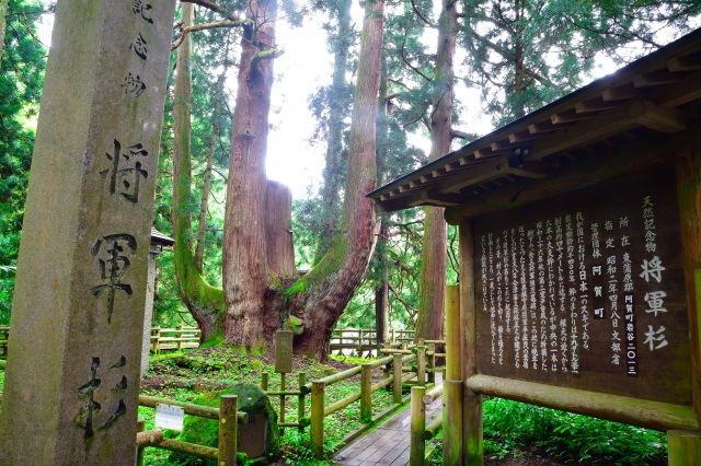 Shogun-sugi (giant cedar), Byodoji Temple