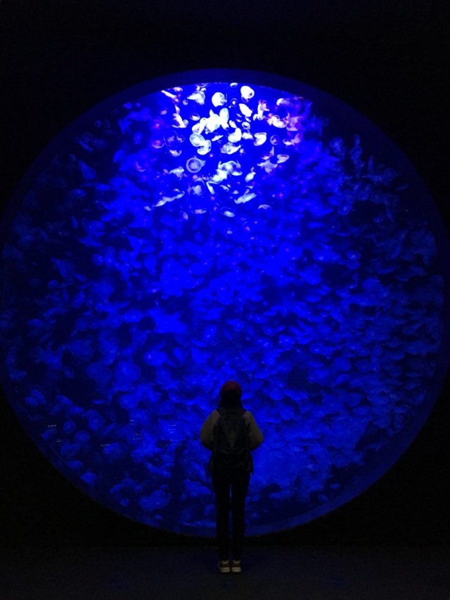 2日目：加茂水族館（日本一のクラゲ水族館）