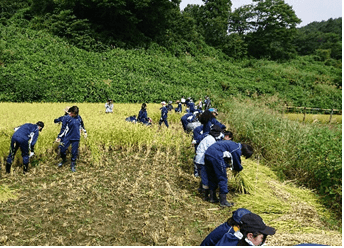 米作り体験（田植え・稲刈り・草刈り等）