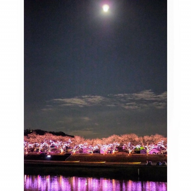 白石川堤一目千本桜2