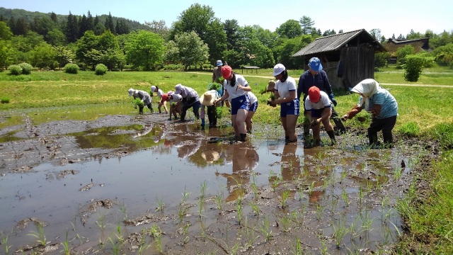 遠野市ふるさと村　田植え体験