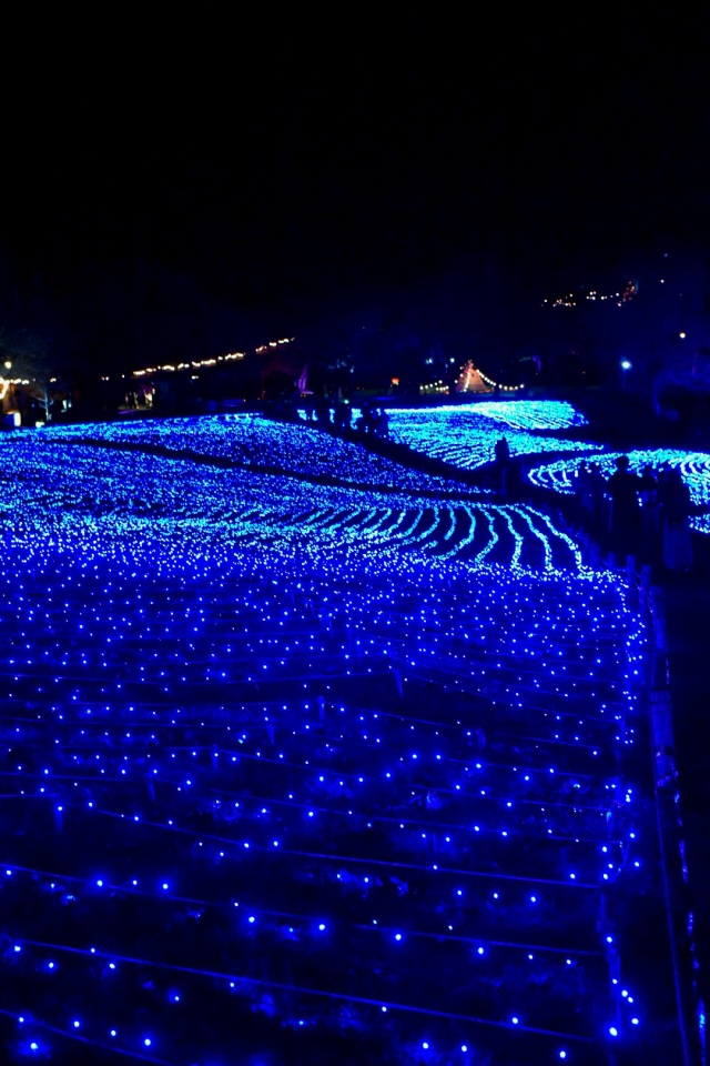 やくらいガーデン1