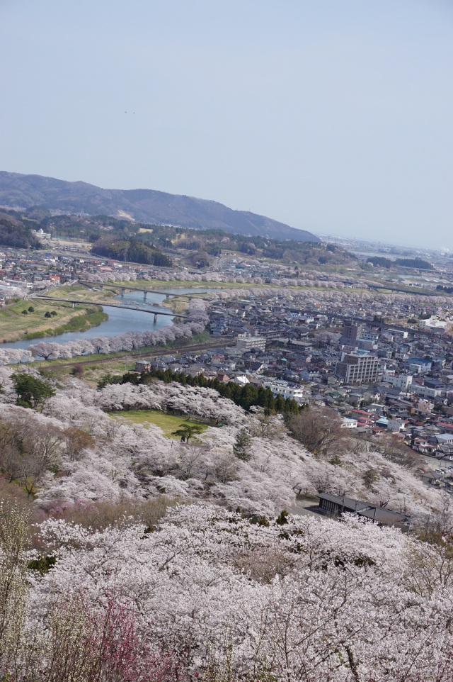 白石川堤一目千本桜3