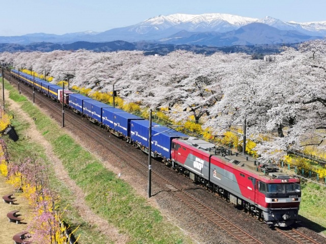 白石川堤一目千本桜4