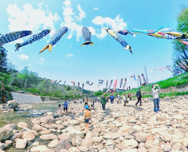 高瀬のこいのぼり