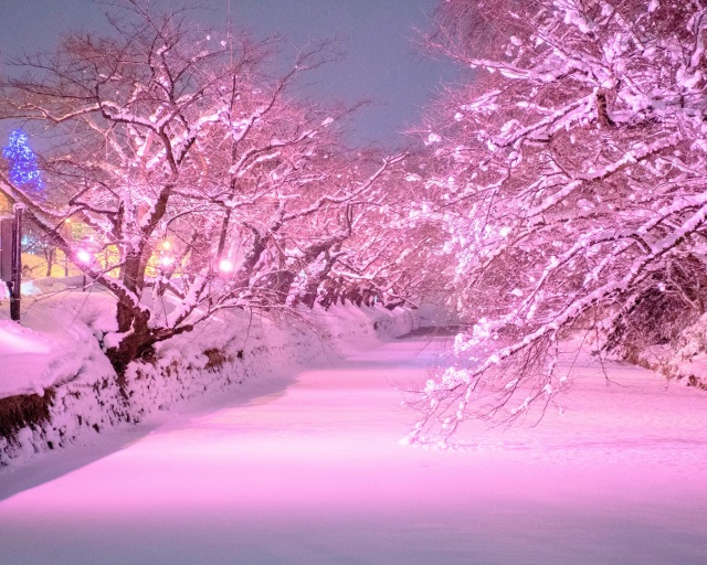 弘前公園（雪）
