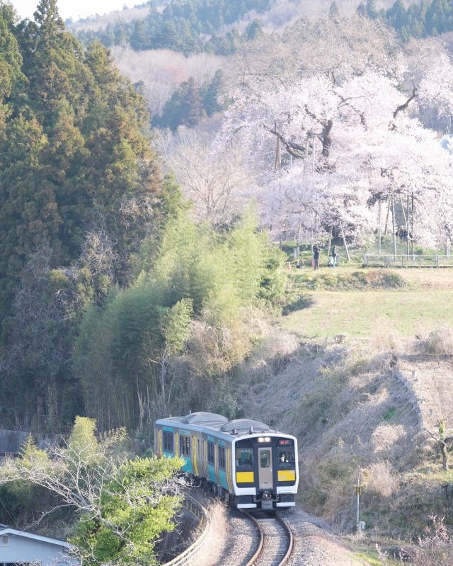 戸津辺の桜と電車