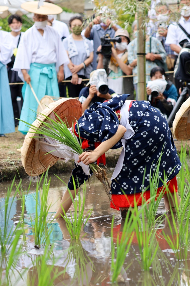 伊佐須美神社の御田植祭