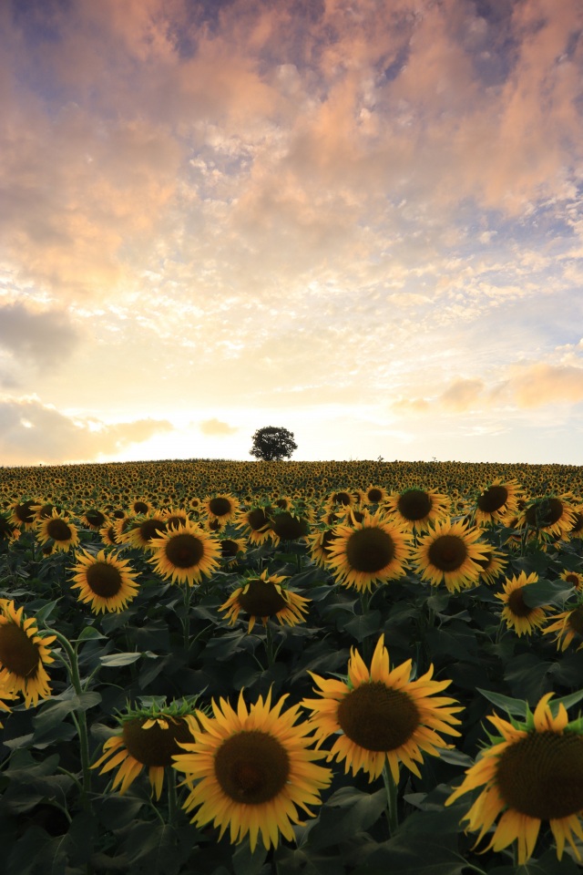 奥中山ひまわり畑