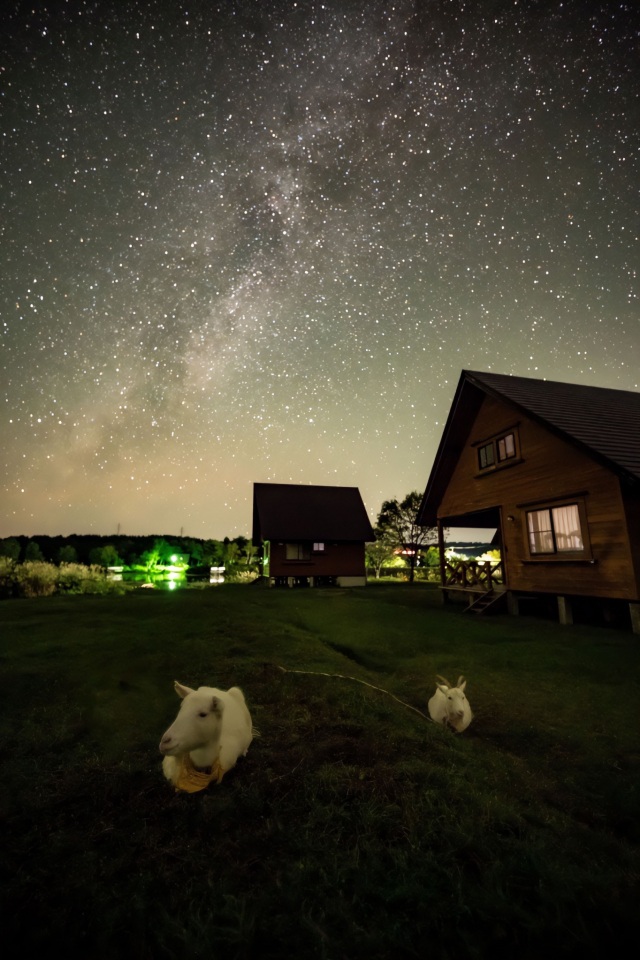 ポニーランド花立