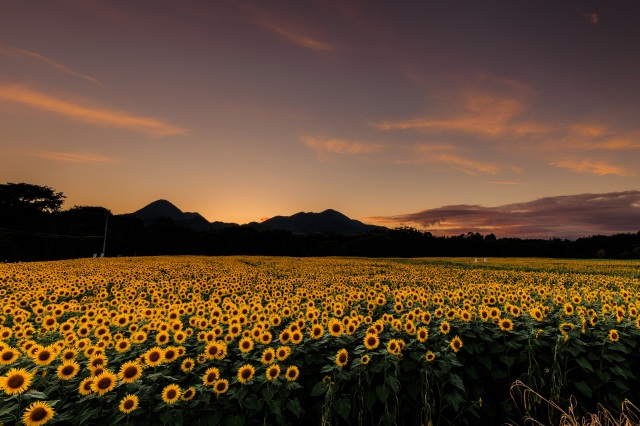 煙山ひまわりパーク