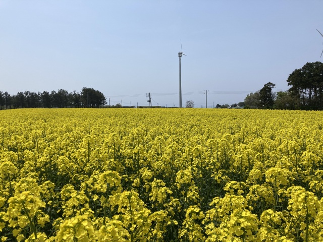 横浜町の菜の花畑