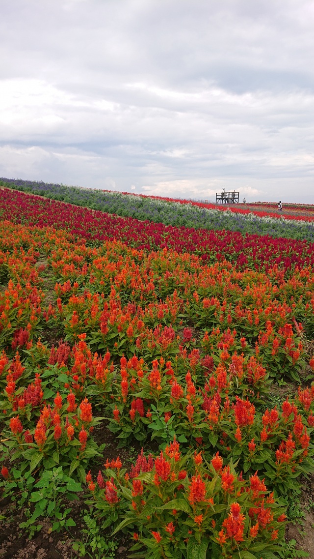やくらいガーデン