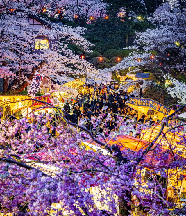 千秋公園桜まつり