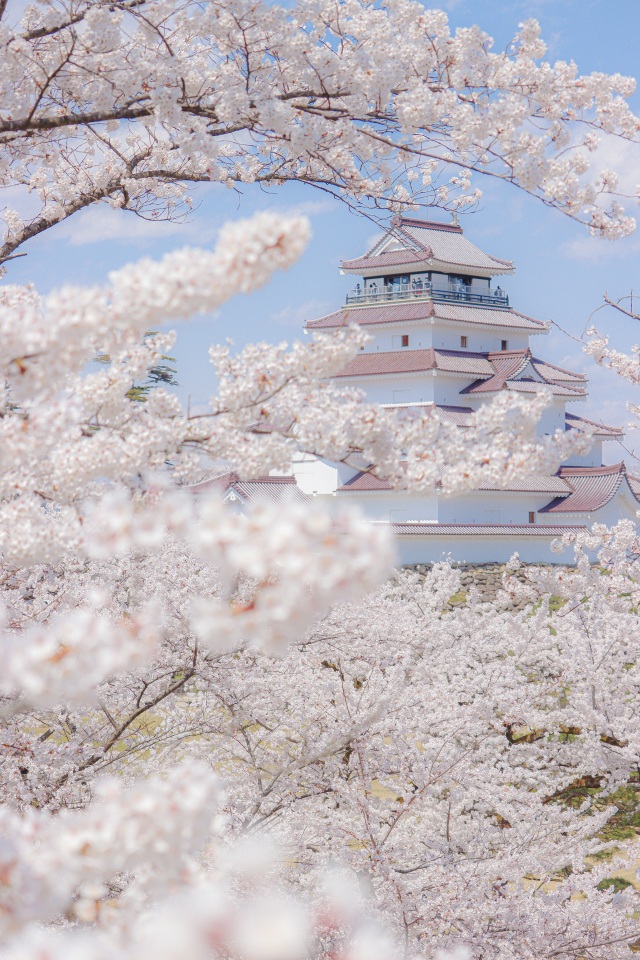 桜と鶴ヶ城