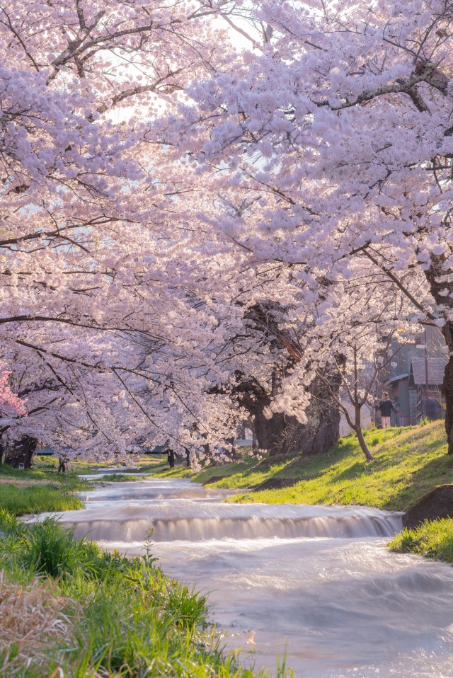 観音川と桜