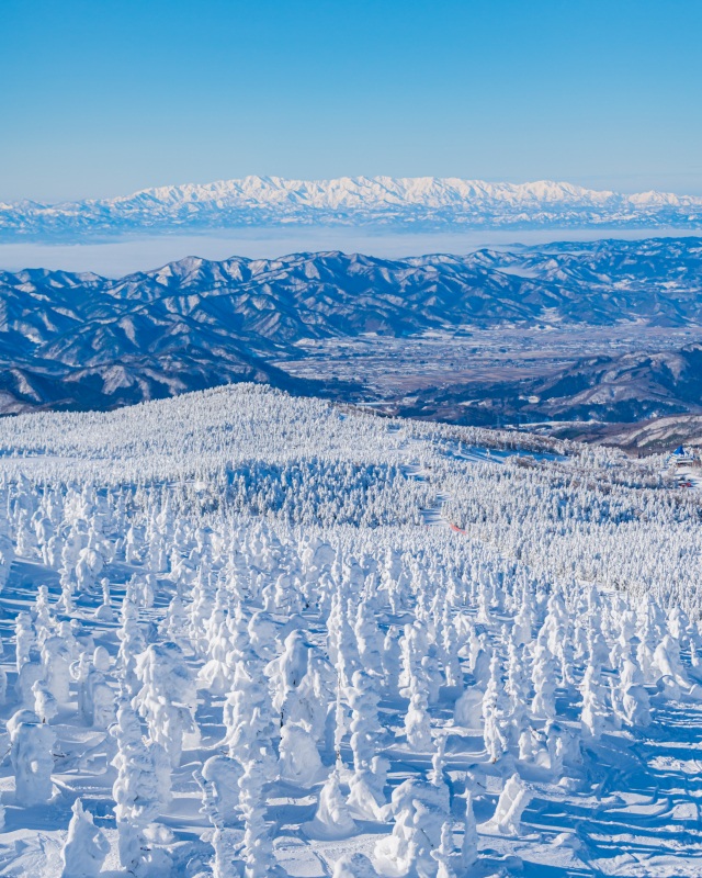 山形蔵王の樹氷