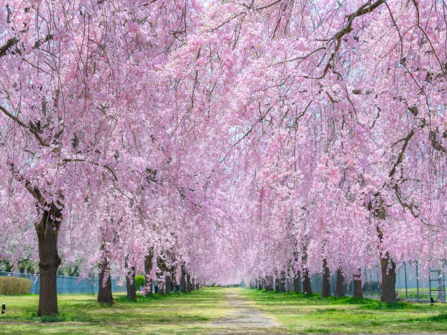 EAファーマ株式会社福島事業所（福島県白河市）の桜公園