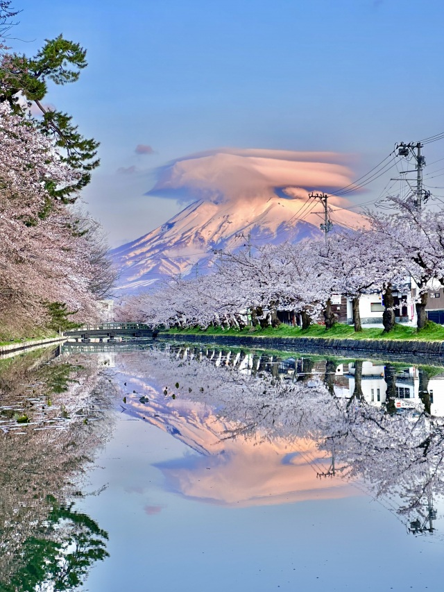 弘前公園の桜