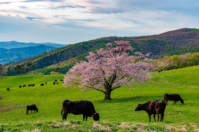 大迫町宇瀬水牧野