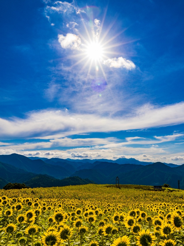 三ノ倉高原花畑　ひまわり