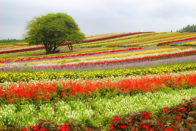 やくらいガーデン