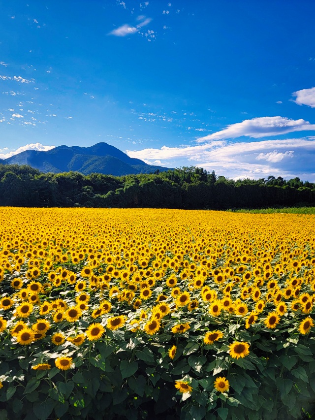 煙山ひまわりパーク