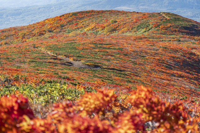 栗駒山　紅葉