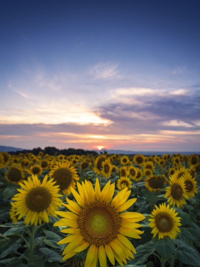 月山高原ひまわり畑