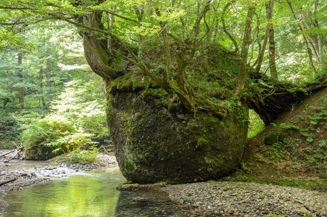 何本もの巨木が根を張る巨岩【pixta】