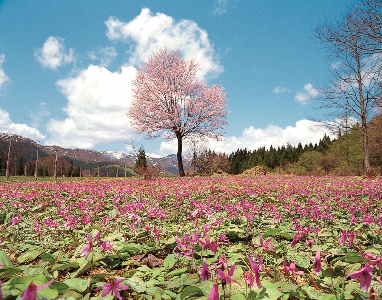Yasugasawa colony of Asian fawnlilies
