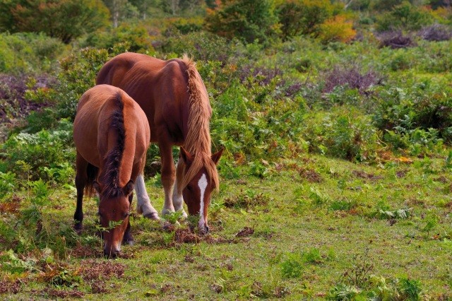 草を食べる馬たち