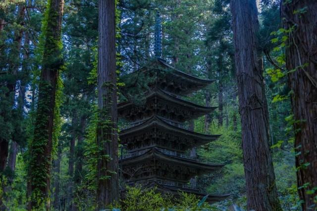 杉並木の中にそびえる国宝「五重塔」