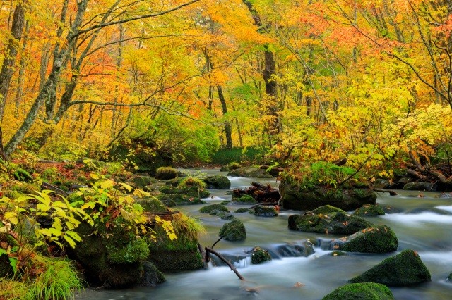 渓流と紅葉のコラボレーション