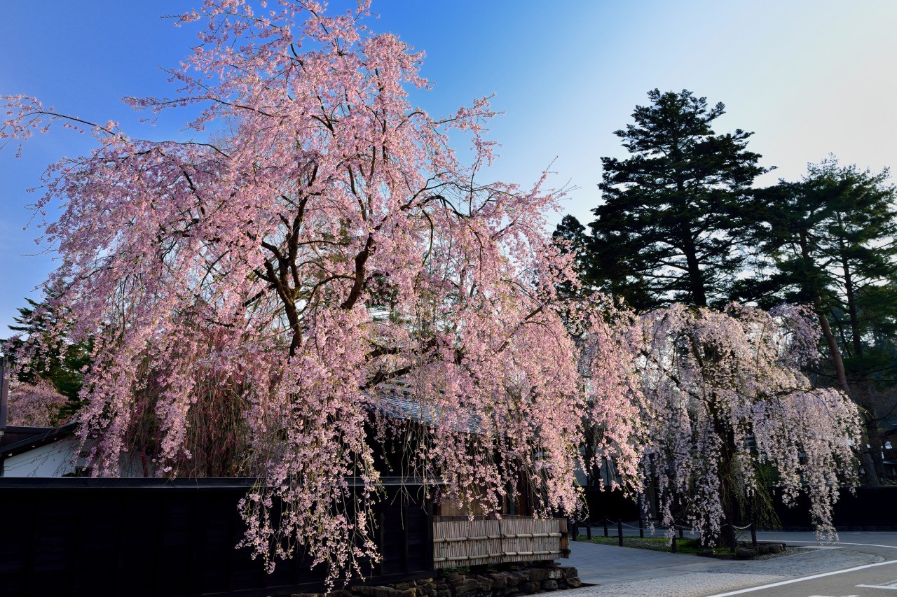 多くの人が訪れる桜の名所【pixta】