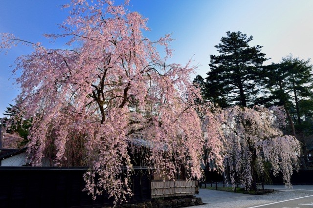 多くの人が訪れる桜の名所