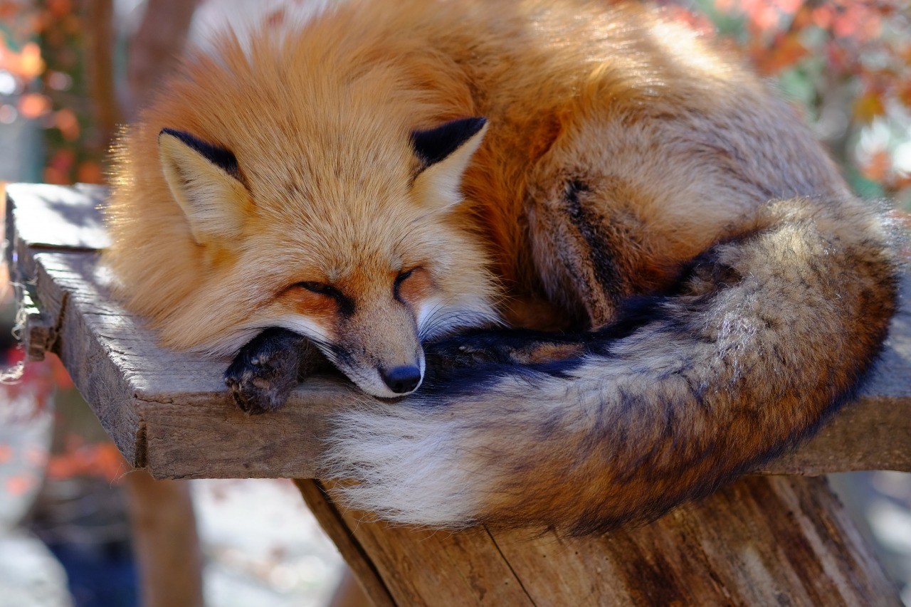 Miyagi Zao Fox Village