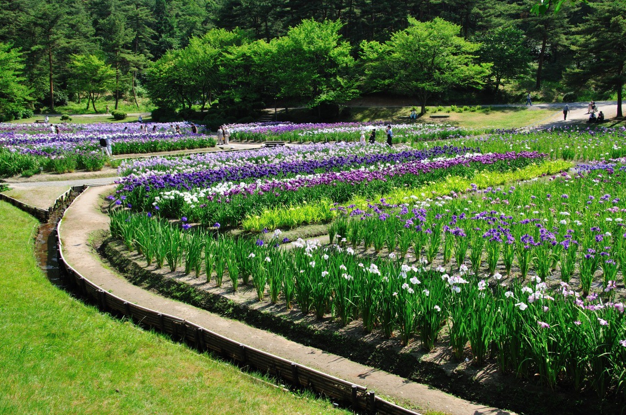 五十公野公園あやめ園