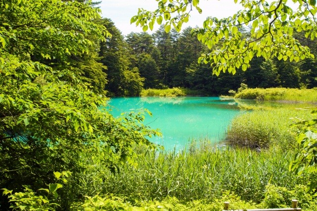 美しいエメラルドグリーン「青沼」【pixta】