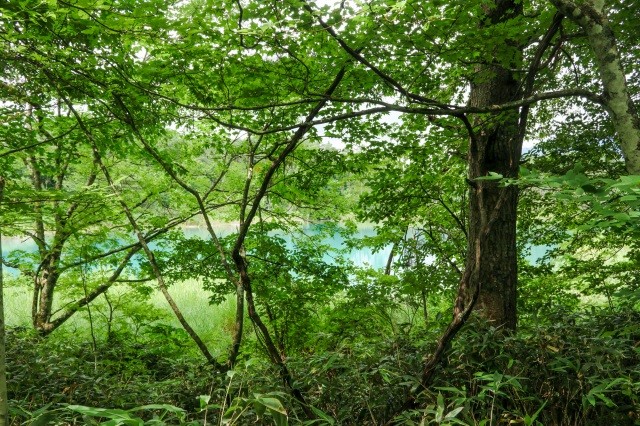 2番目に大きな「弁天沼」【pixta】