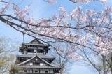 春、城を背景に咲き誇る桜【pixta】