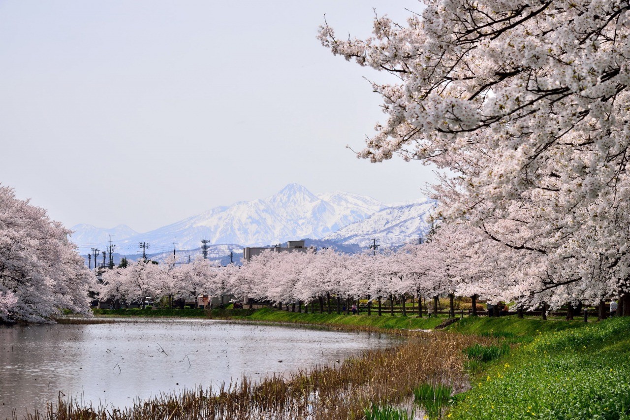 約4,000本もの桜が咲き誇る【pixta】