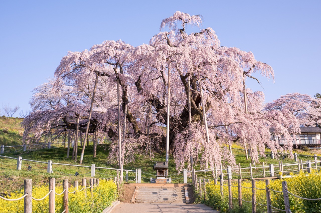 ต้นมิฮารุทาคิซากุระ
