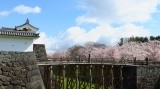 城と桜のコラボレーション【pixta】