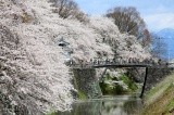 約1,500本の桜が咲き誇る【pixta】